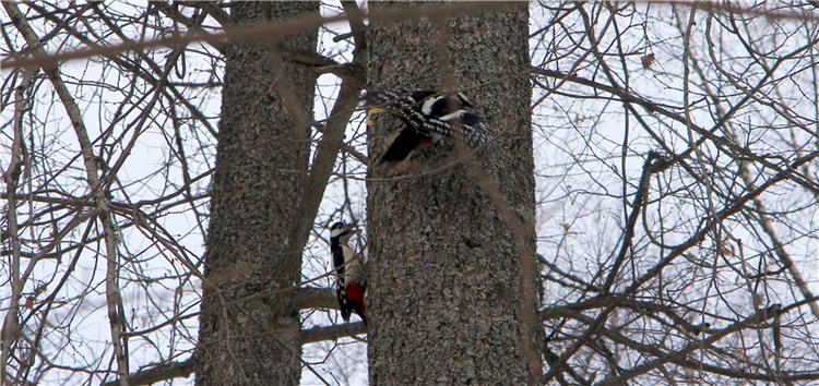 В поисках Синей птицы. Merle от Sissel Bjorstad Skille, Фирмы Götz