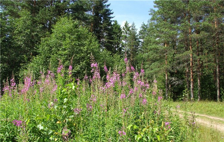 Девочка и Ёжик. Minifee Miyu FairlyLand | Бэйбики Девочка и Ёжик. Minifee Miyu FairlyLand (фото 2)