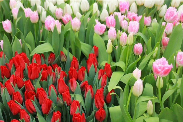 Тюльпановый Рай, продолжение. Выставка тюльпанов в Твери. Mini Layla elf Sunkissed skin от Kaye Wiggs