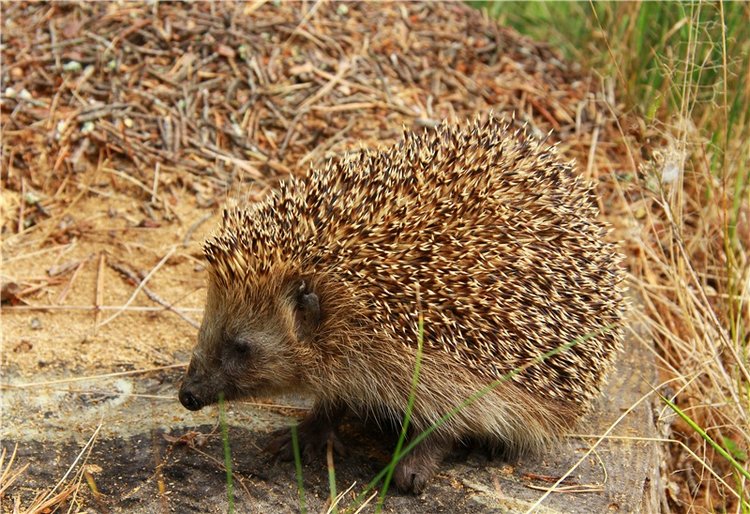 Девочка и Ёжик. Minifee Miyu FairlyLand | Бэйбики Девочка и Ёжик. Minifee Miyu FairlyLand