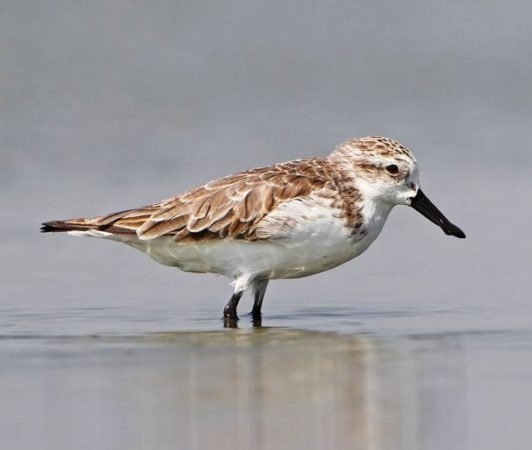 1 апреля — Международный день птиц