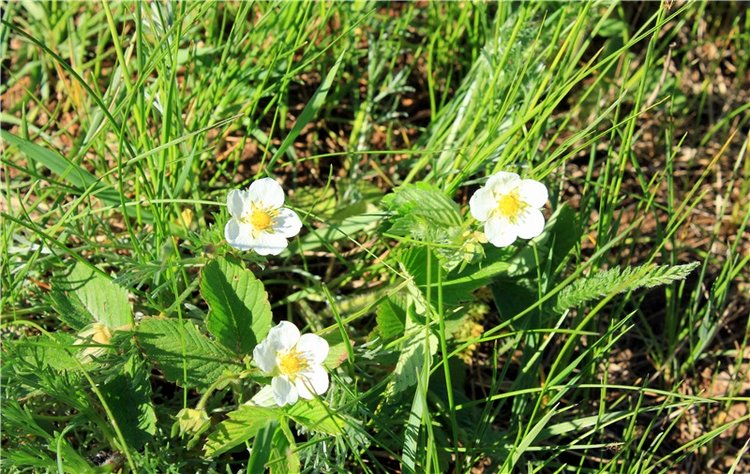 Дивная Весна — Куклы Zwergnase (Цвергназе/Цверги): фото