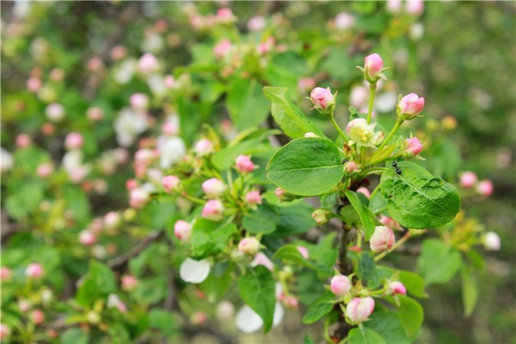 Женя-путешественница — Советские винтажные куклы (СССР): Ленигрушка