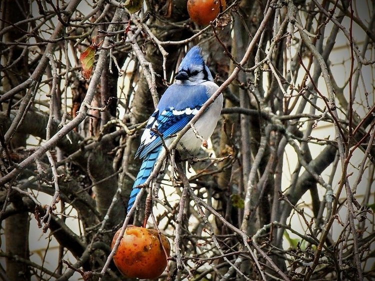 Любителям природы - профессиональные фотографии (выпуск 4)