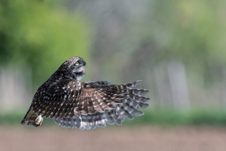 Любительские и профессиональные фотографии Сов (выпуск 2)