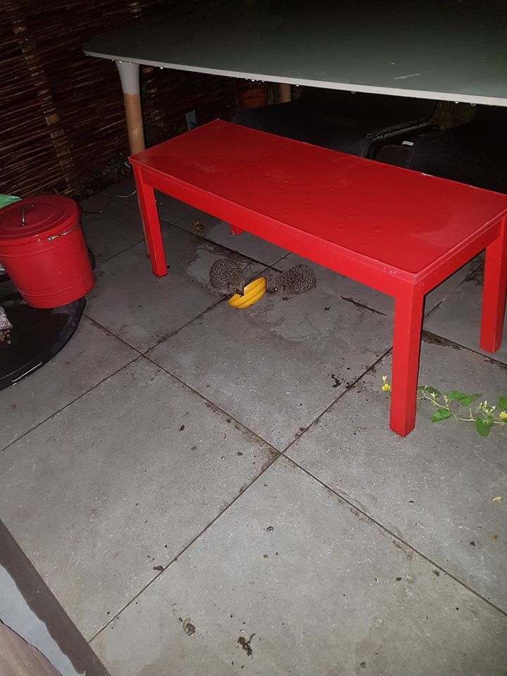 Любительские фотографии Ежей (выпуск 1) | Бэйбики Любительские фотографии Ежей (выпуск 1)