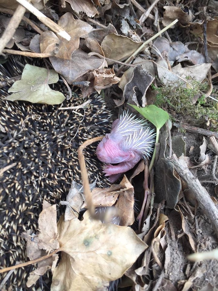 Любительские фотографии Ежей (выпуск 1) | Бэйбики Любительские фотографии Ежей (выпуск 1)