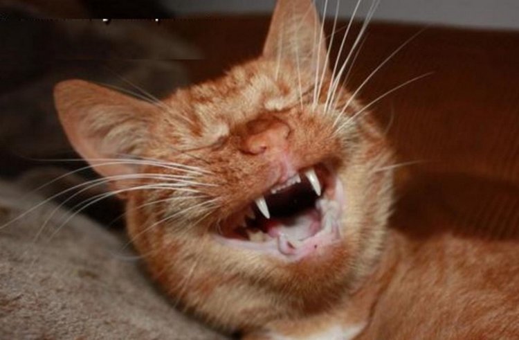 Никакие мы не сво | Бэйбики Никакие мы не сво — 8 Марта: поздравления