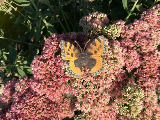 Любимые фигурки — Интересные игрушки и фигурки (разное): редкие