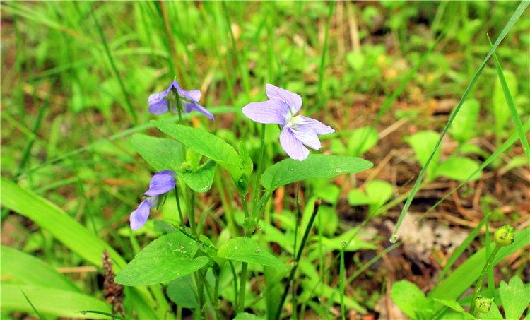 Ландышевый Лес. Twinkles Ella Chocolate