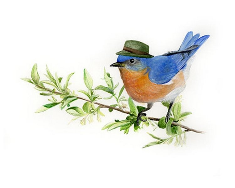 Birdswithhats - Авторские зарисовки "Птицы в шляпах" by Matt Decker