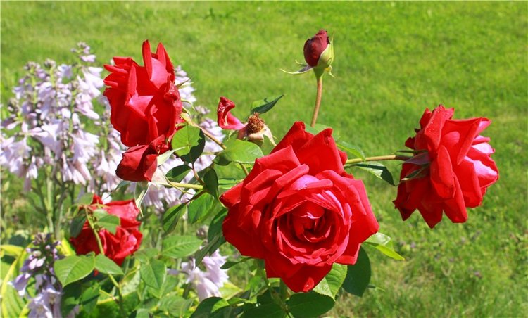 Время, застывшее в янтаре. Старицкий Свято-Успенский мужской монастырь