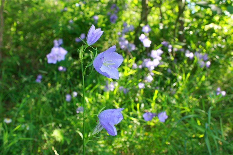 Путешествие Эли на красивый берег реки Волги