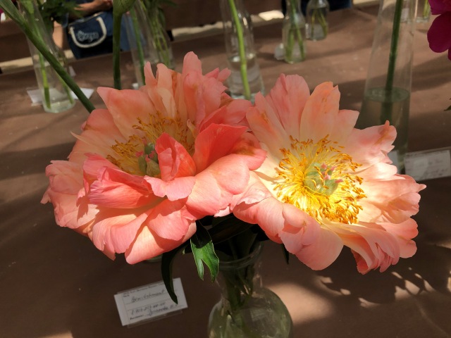 Тони Старк: приключения без брони. И снова Аптекарский огород | Бэйбики Тони Старк: приключения без брони. И снова Аптекарский огород