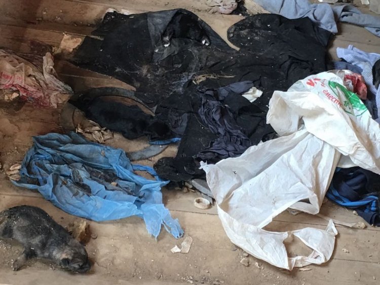 Нужна помощь собакам — Болталка и разговоры обо всем: жизнь (фото 4)