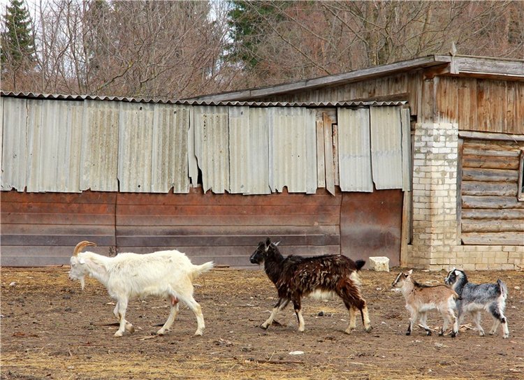 Усадьба Чукавино, Тверская область (фото 4)