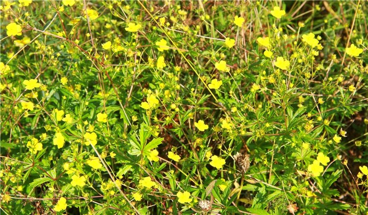 Инопланетянка Нийя. Custom Blythe Doll UFO Go Go Takara