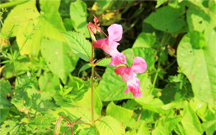 Старицкая Швейцария. Путешествие с Сашей, продолжение. Уникальная кукла от Сильвии Наттерер