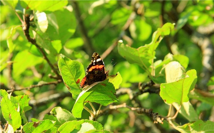 Августовская прогулка в Берново. Zwergnase Mischa
