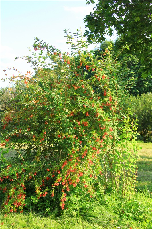 Августовская прогулка в Берново. Zwergnase Mischa