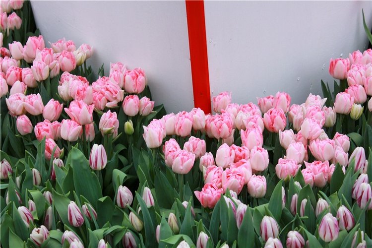 Тюльпановый Рай, продолжение. Выставка тюльпанов в Твери. Mini Layla elf Sunkissed skin от Kaye Wiggs