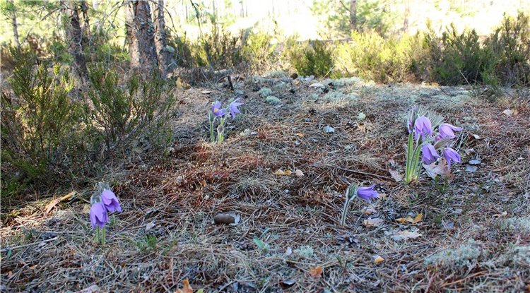 Джиджи на Орше. BJD Gigi от Meadow Dolls (фото 9)