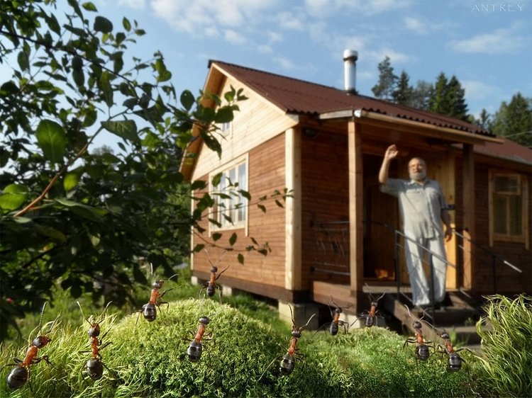 Уморительные муравьи — Интересное обо всем: поздравления (фото 2)