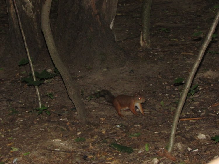 Веселое путешествие по Парку Измайлово