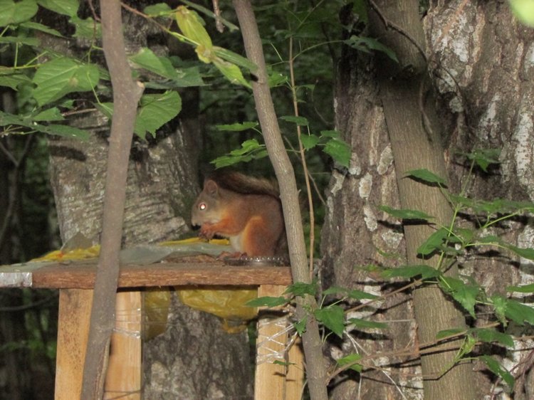 Веселое путешествие по Парку Измайлово