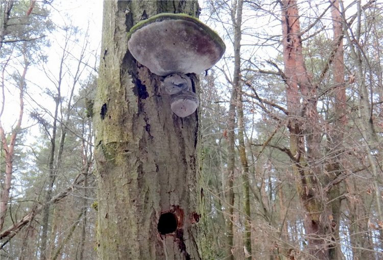 23 февраля - расцвели синие подснежники