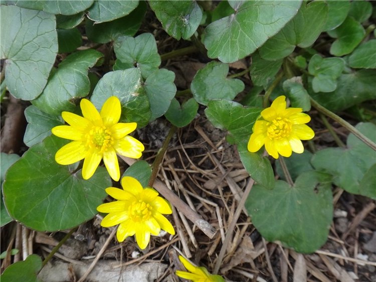 Просто Весна — Красивая природа и цветы: фото пейзажей