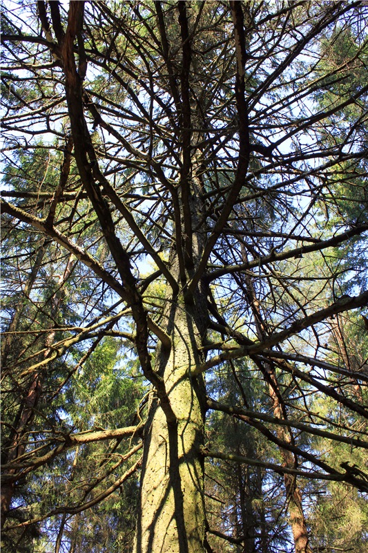 Савватьева Пустынь, Тверская область