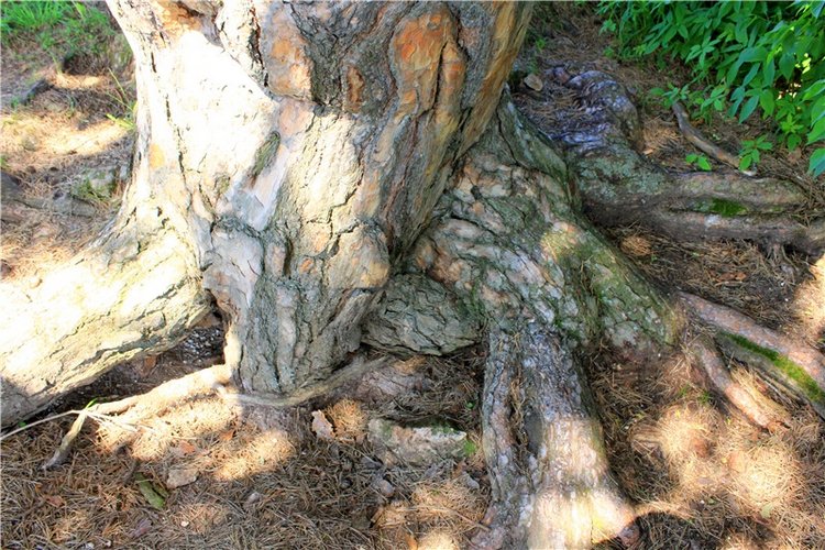 Иванишинская сосна — Культура