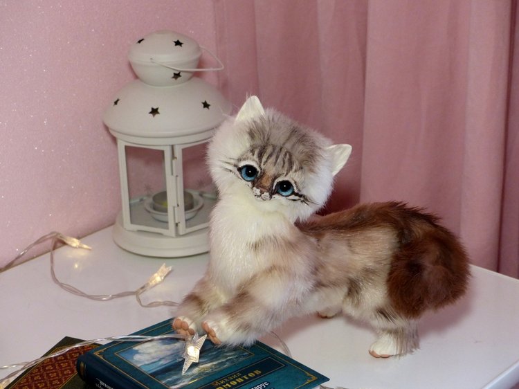 Котенок породы : Невский Маскарадный, окрас сил тэбби пойнт (фото 4)