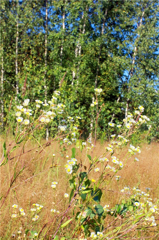Эдельвейс на пленэре — Антикварные куклы ABG (Alt