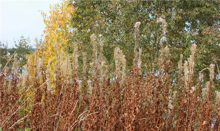 Путешествие Имани на Волгу, продолжение. Mini Imani от Kaye Wiggs