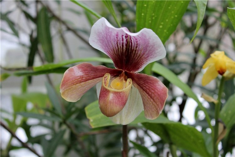 Тверской Ботанический Сад