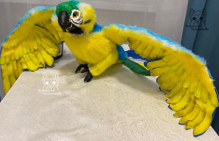 Попугай Ара. Желто-голубой (фото 8)