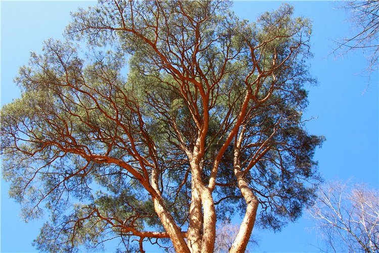 Апрельский день в Василёво (фото 10)