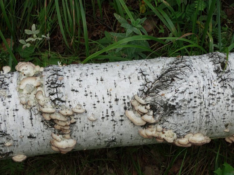 Каменный остров. Поездка с БЖД куколкой от Лиликэт (фото 6)