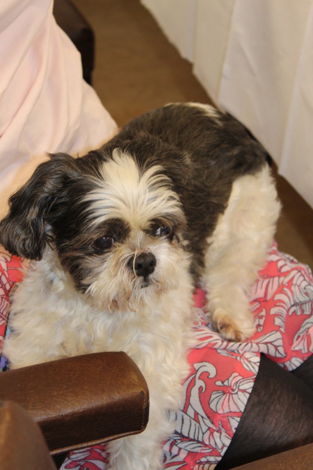 Летняя встреча коллекционеров в магазине кукол. Заключительная часть