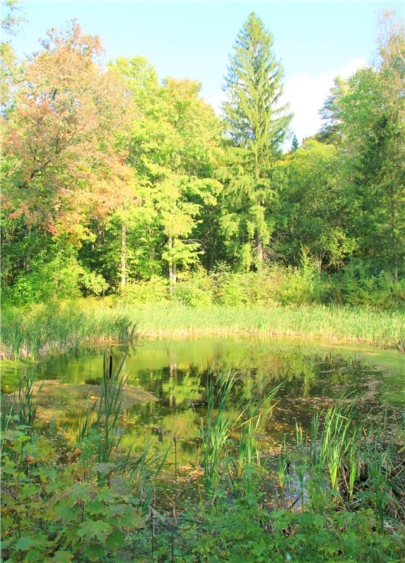 Нийя. Воспоминание об осени, Чукавино, Эко-Лэнд (фото 3)