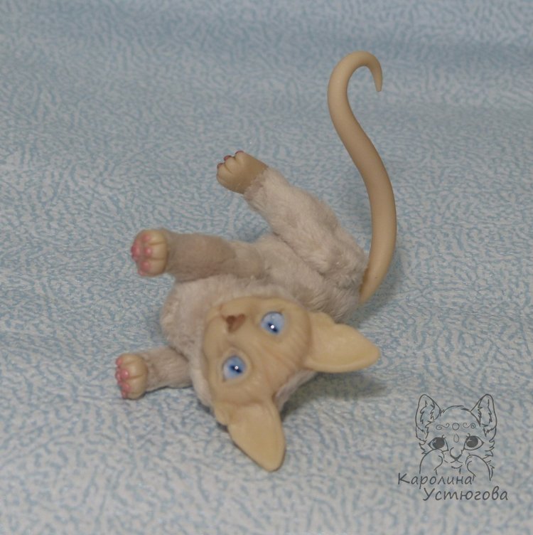 Два миниатюрных котика Сфинкса (фото 4)