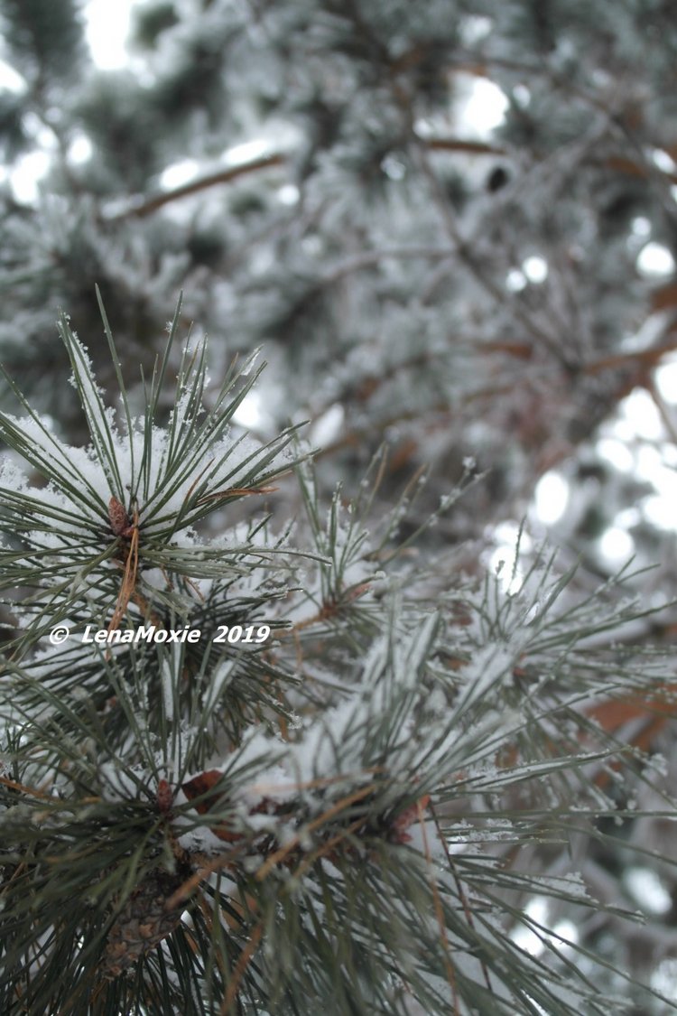 Время длинных шарфов — Игровые куклы Zwergnase (Цвергназе) Junior: Джуниор