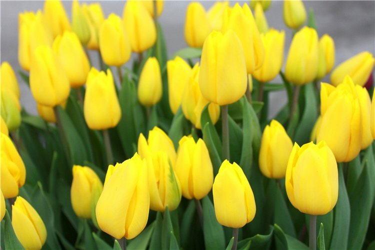 Тюльпановый Рай, продолжение. Выставка тюльпанов в Твери. Mini Layla elf Sunkissed skin от Kaye Wiggs