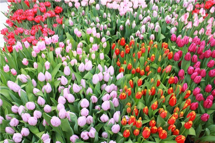 Тюльпановый Рай, продолжение. Выставка тюльпанов в Твери. Mini Layla elf Sunkissed skin от Kaye Wiggs