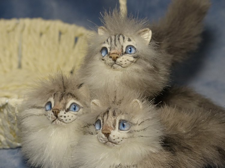 Котята Невские маскарадные, окрас Тэбби пойнт (фото 5)