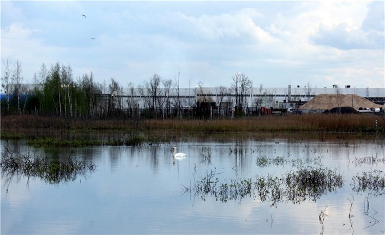 "Лебединое озеро" в Твери