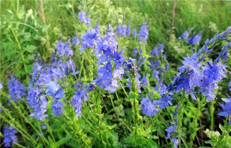 Прогулка Бенни на Волге. Benny Iplehouse Doll J.I.D (фото 4)