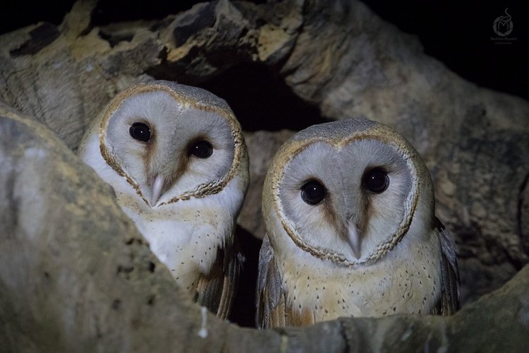 Любительские и профессиональные фотографии Сов (выпуск 2)